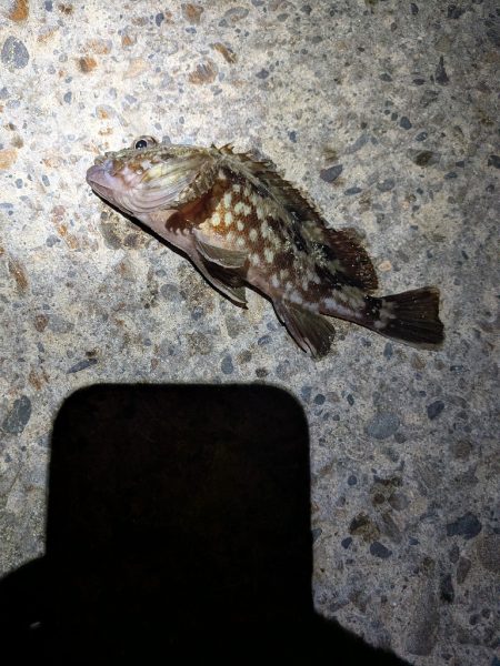 サイズを求めて