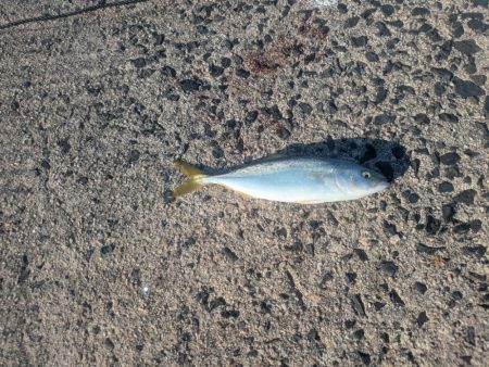 朝マズメのサビキから泳がせ釣りへ！