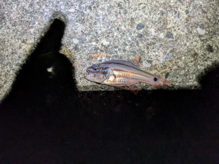 結局、小物釣り