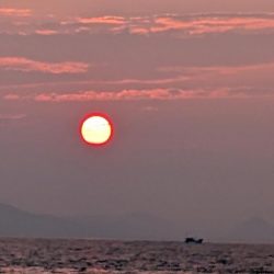 幻のシロアマダイ