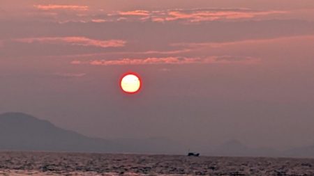 幻のシロアマダイ