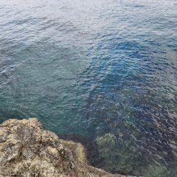 久しぶりの青物