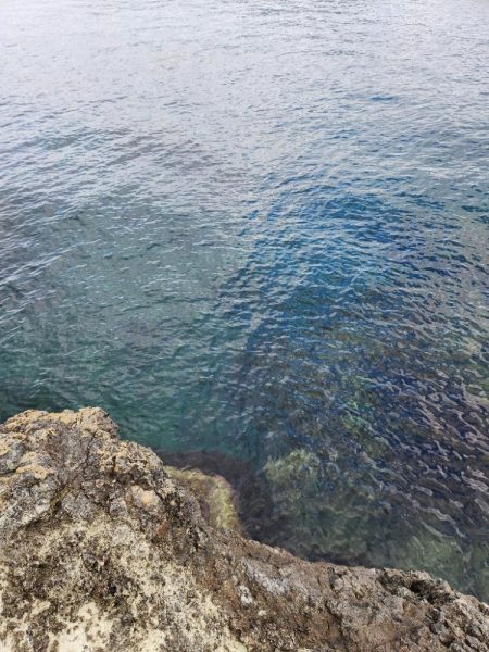 久しぶりの青物