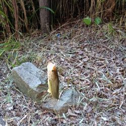 チャビングでまさかのゲスト