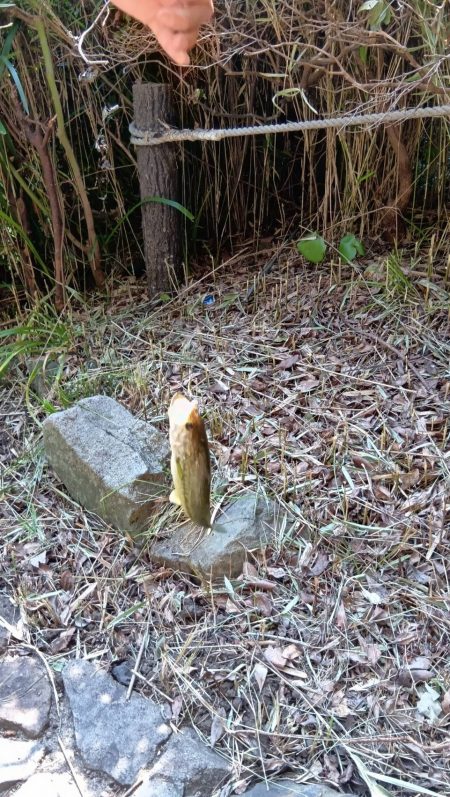 チャビングでまさかのゲスト