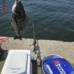 暑さに負けず🥵紀州釣り🥵