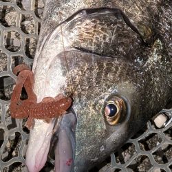 広島チニング昼チヌトップ、夜敷石ネチネチニング