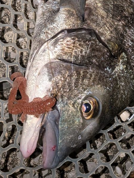 広島チニング昼チヌトップ、夜敷石ネチネチニング