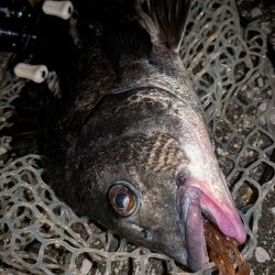 自作ペンシルでチヌトップ→ナイト敷石ダッドフィーバー