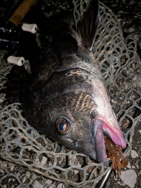 自作ペンシルでチヌトップ→ナイト敷石ダッドフィーバー