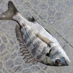 広島チニング小型のバイトに後輩リグ！