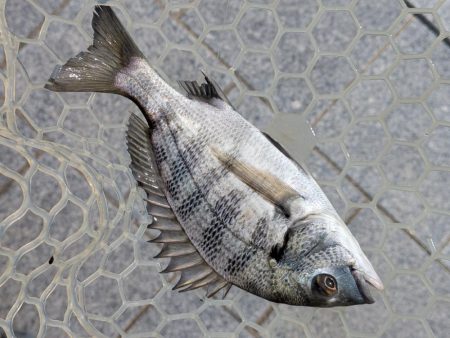 広島チニング小型のバイトに後輩リグ！