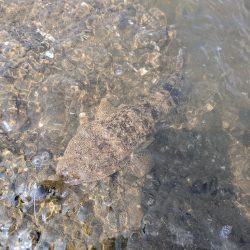 広島短時間下見チニング