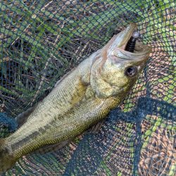 アジングタックルで家前fishing！