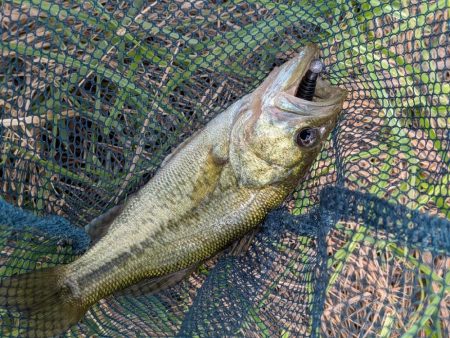 アジングタックルで家前fishing！