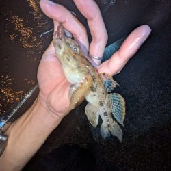 広島敷石ネチネチニング