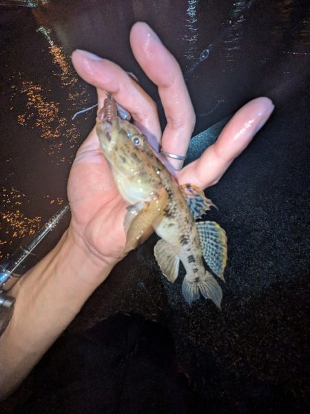 広島敷石ネチネチニング