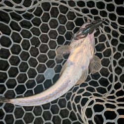 大人の夜遊び広島敷石ネチネチニング