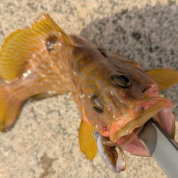 アオリ厳しくアコウゲーム