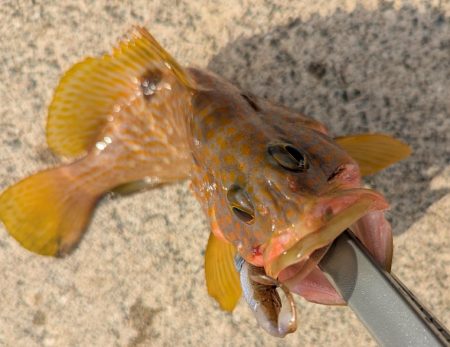 アオリ厳しくアコウゲーム