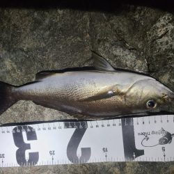 釣りすぎは良くないので帰る