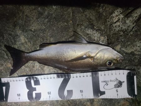 釣りすぎは良くないので帰る