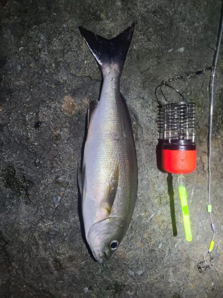 ｲﾉｼｼ遭遇、釣りは渋い、汗だく