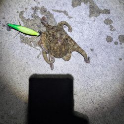 マダコ　ツ抜けならず