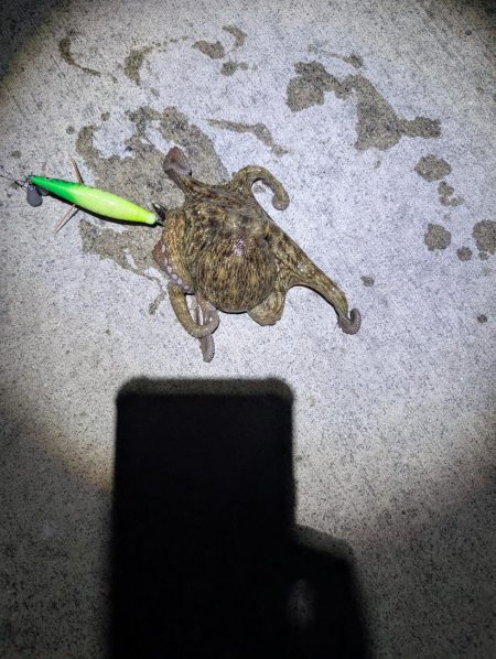 マダコ　ツ抜けならず