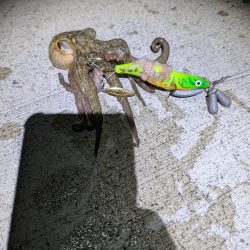 妻、マダコ初ゲット