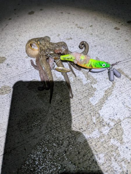 妻、マダコ初ゲット