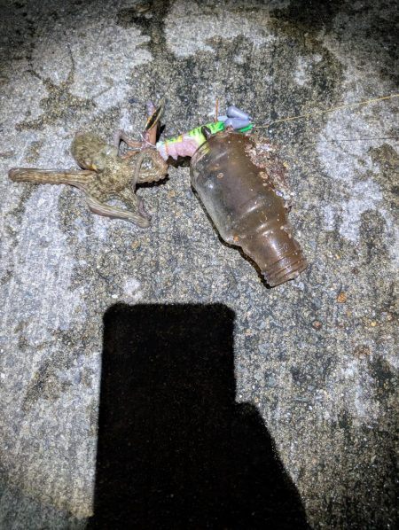 マダコ釣り20250820