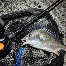 ナイトチニング