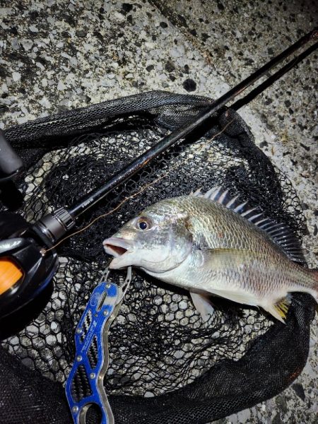 ナイトチニング