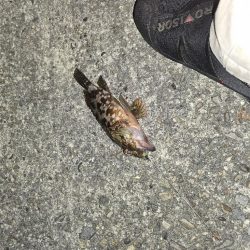 酷暑との戦い…六目釣り