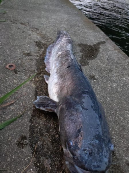 光の中から現れたのは