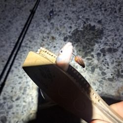 厳しいアナゴ釣り