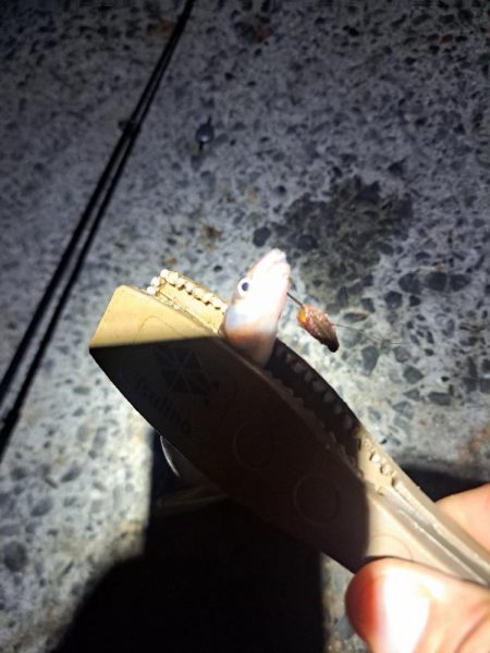 厳しいアナゴ釣り