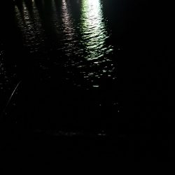 真夜中サビキ釣りと太刀魚調査