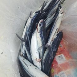 初めてのトビウオ