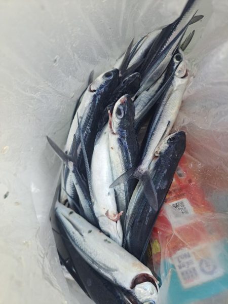 初めてのトビウオ