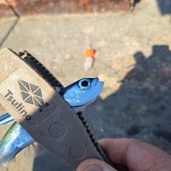 スレてきたトビウオ