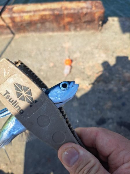 スレてきたトビウオ