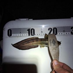 真夜中爆釣小アジ