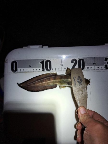 真夜中爆釣小アジ