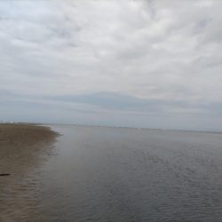 マゴチとセイゴとソゲ。