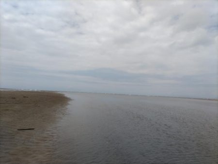 マゴチとセイゴとソゲ。