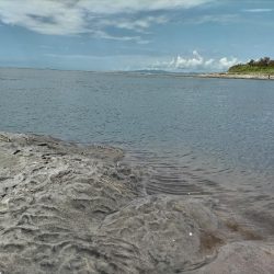 灼熱のデイゲームでマゴチ釣れました!