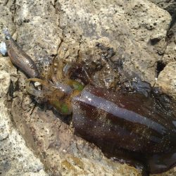 灼熱のデイゲーム