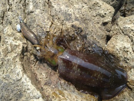 灼熱のデイゲーム